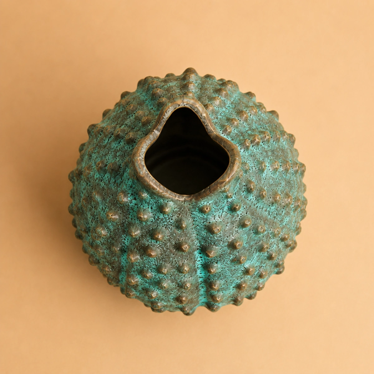 Harbour Urchin 